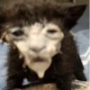 Kitty_Cat :: @fStikBot 9