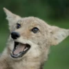 Coyote faces 7