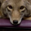 Coyote faces 8