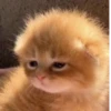 Kitty_Cat :: @fStikBot 11
