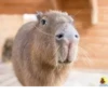 Больше стикеров: @capybarastiker 15