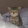 Kitty_Cat :: @fStikBot 13