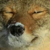 Coyote faces 9