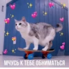 кить МЧУСЬ К ТЕБЕ ОБНИМАТЬСЯ