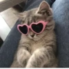 Kitty_Cat :: @fStikBot 14