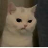 Kitty_Cat :: @fStikBot 15
