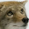 Coyote faces 11