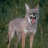 Coyote faces 12