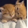 Kitty_Cat :: @fStikBot 16