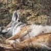Coyote faces 13