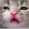 Kitty_Cat :: @fStikBot 17