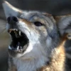 Coyote faces 14