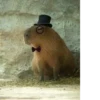 Больше стикеров: @capybarastiker 18