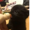 Kitty_Cat :: @fStikBot 20