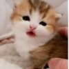 Kitty_Cat :: @fStikBot 21