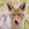 Coyote faces 15