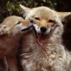 Coyote faces 16