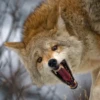 Coyote faces 17