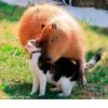 Больше стикеров: @capybarastiker 20