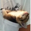 Kitty_Cat :: @fStikBot 22