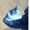 Kitty_Cat :: @fStikBot 23
