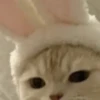 Kitty_Cat :: @fStikBot 24