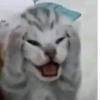 Kitty_Cat :: @fStikBot 25
