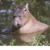 Больше стикеров: @capybarastiker 22