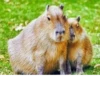 Больше стикеров: @capybarastiker 23