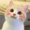 Kitty_Cat :: @fStikBot 26