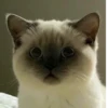 Kitty_Cat :: @fStikBot 27