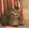 Kitty_Cat :: @fStikBot 28