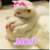 моя
