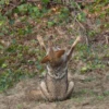 Coyote faces 18