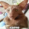 Больше @new_stickerbot 8