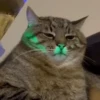 GATITOS RANDOMM 8