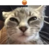 Больше @new_stickerbot 20