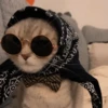 GATITOS RANDOMM 9