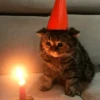 GATITOS RANDOMM 11