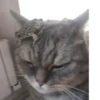 Больше @new_stickerbot 26