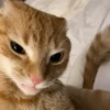 GATITOS RANDOMM 14