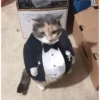 GATITOS RANDOMM 15