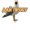 ДАЙ ПРОБУ