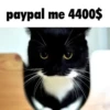 silly little cats!!! 5