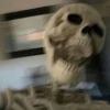 Cum @Otakuzdream 5