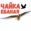 ЧАЙКА ЕБАНАЯ