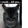 silly little cats!!! 6