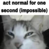 silly little cats!!! 7