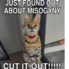 silly little cats!!! 8