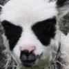 Black metal 9
